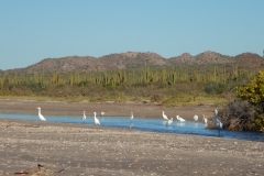 23. Egrets at Amortajada