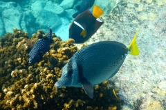 9. Fish at Los Islotes