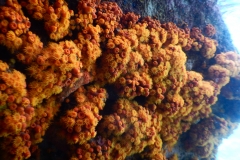 48. Underwater sea life