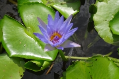30. Water lily