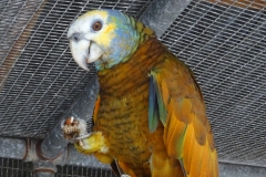35. St Vincent parrot, breeding program at park