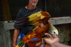 36. Beautiful St Vincent parrot