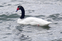 18.-Black-Necked-Swan
