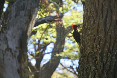 45.-Giant-red-headed-woodpecker