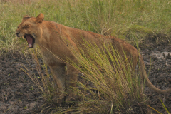10.-Lions-before-and-after-the-hunt