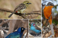 11.-DArnauds-Barbet-Silverbird-Ruppells-Starling-Superb-Starling-