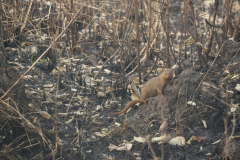 12.-Dwarf-Mongoose