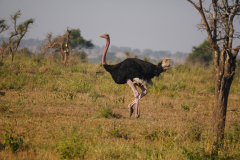 13.-Common-Ostrich