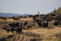 14.-Cape-Buffalo