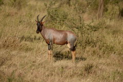 15.-Topi-African-Antelope
