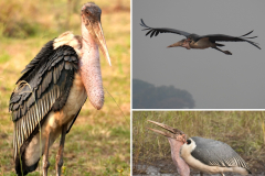 16.-Marabou-Stork