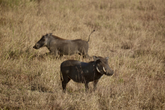 17.-Warthog