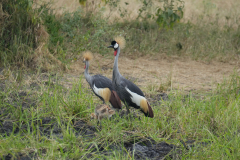 18.-Gray-Crowned-Crane