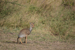 19.-Dik-Dik