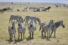2.-Zebras