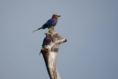 20.-Lilac-breasted-Roller