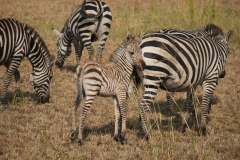 3.-Baby-Zebras-start-out-brown-and-turn-black