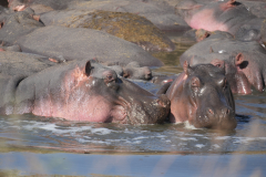 5.-Hippos-