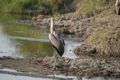 6.-Yellow-billed-Stork
