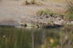 7.-Crocodile