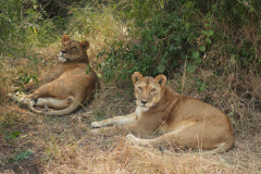 8.-Female-Lions-resting