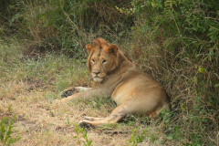 9.-Lion-at-rest