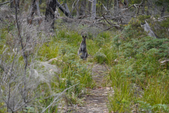 10.-Staring-contest-with-Wallaby-at-Taylors-Bay