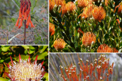 11.-Flowers-of-Jurassic-Gardens-Tasmania
