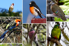 5.-Birds-of-Tasmania