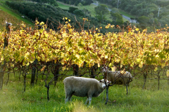 23.-Lots-of-vineyards-and-sheep-on-Waiheke
