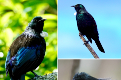 24.-Tui-bird...all-over-NZ