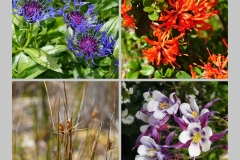 13. Flowers of Tierra del Fuego