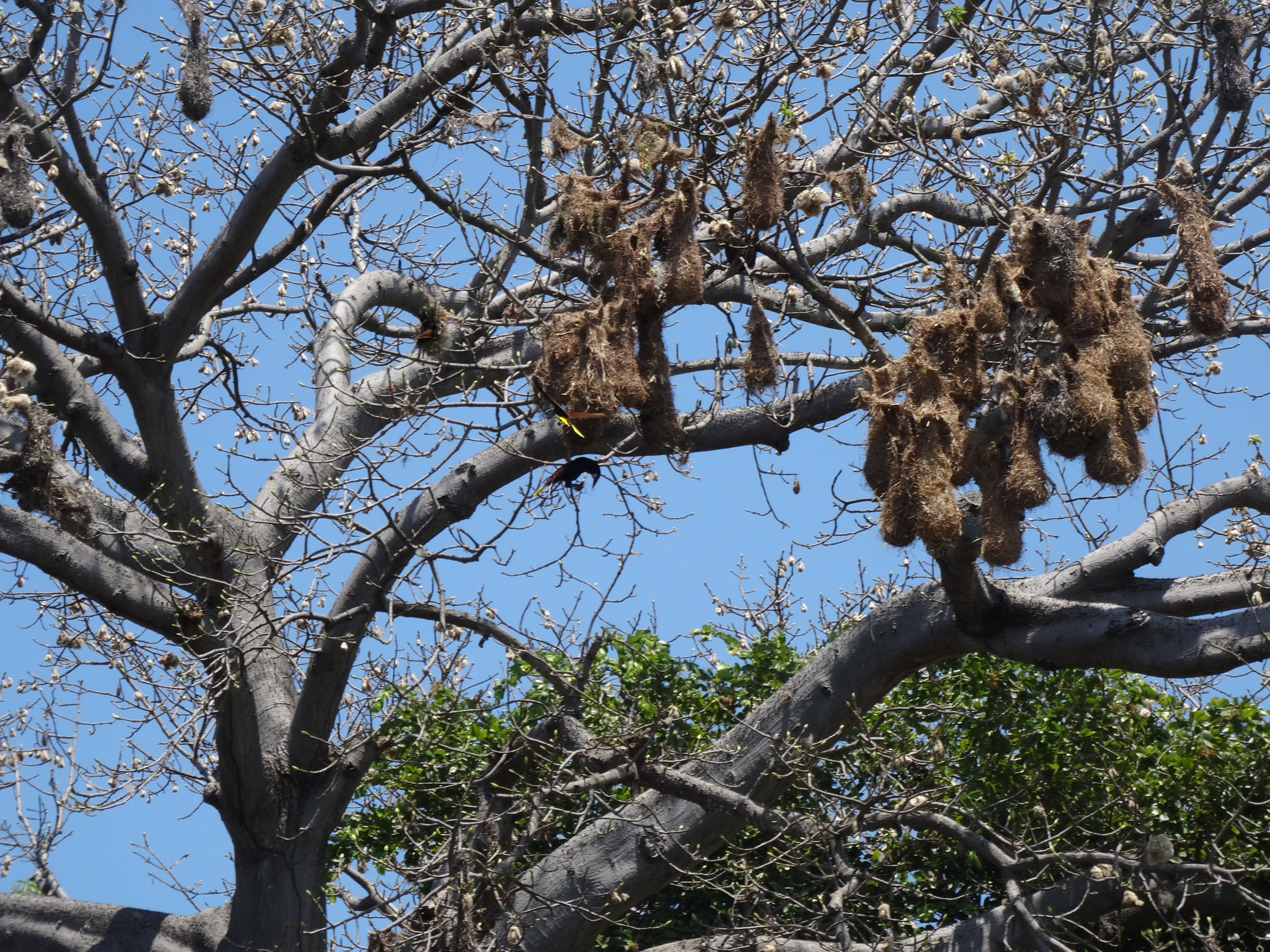 15. Oropendola nests, Las Isletas