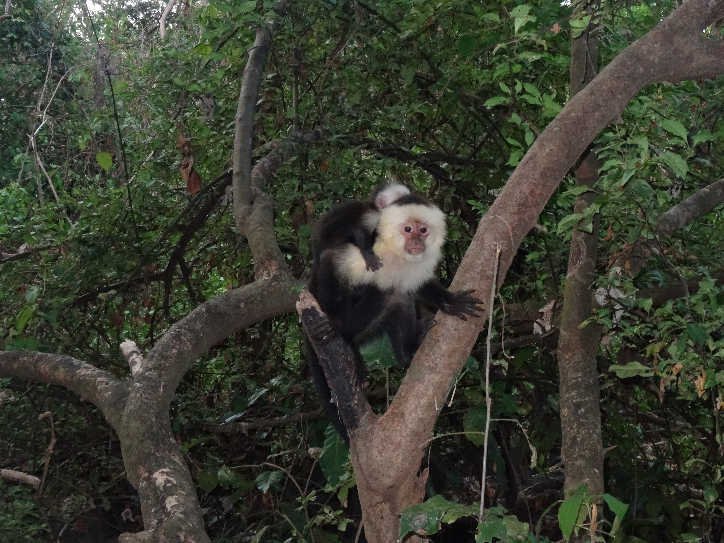 26. Mom and baby, Capuchin monkey