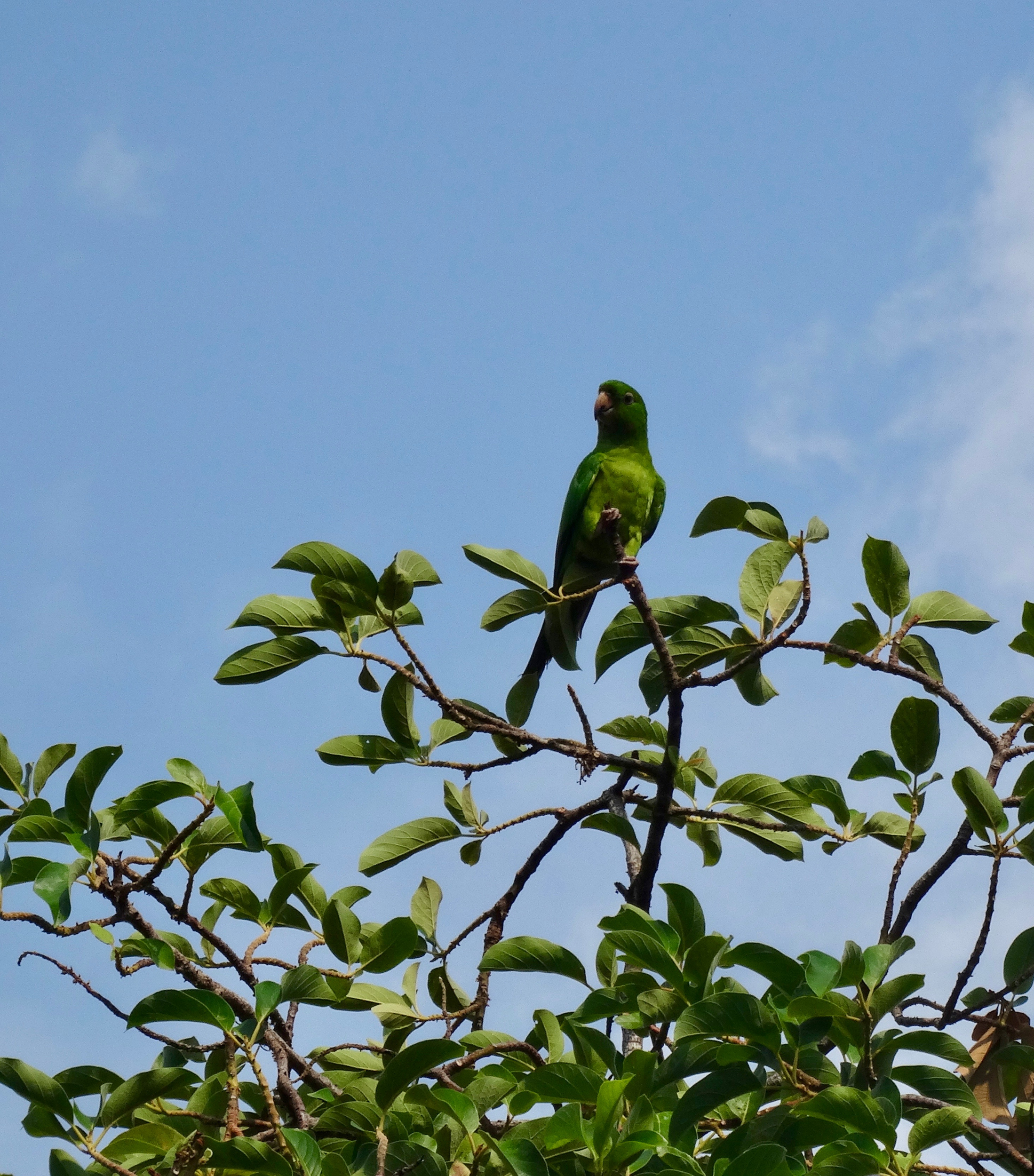 29. Green Parrot