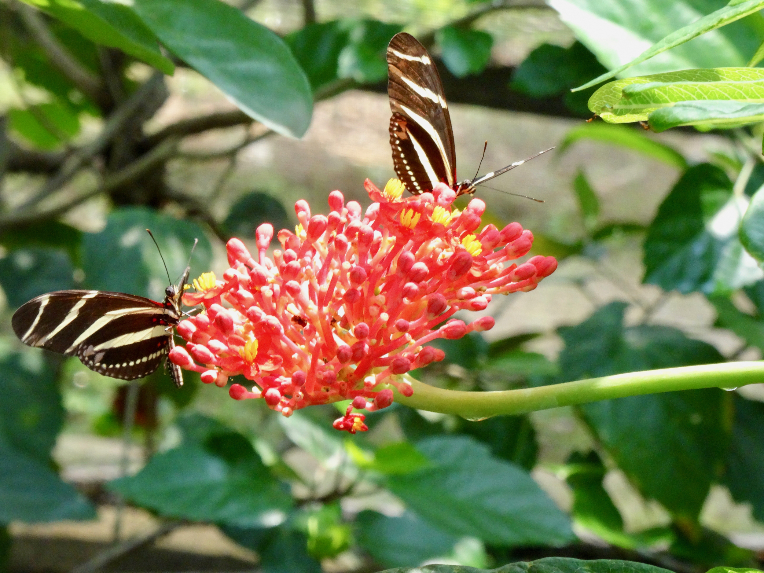 32. Butterfly Reserve, Laguna Chaco Verde