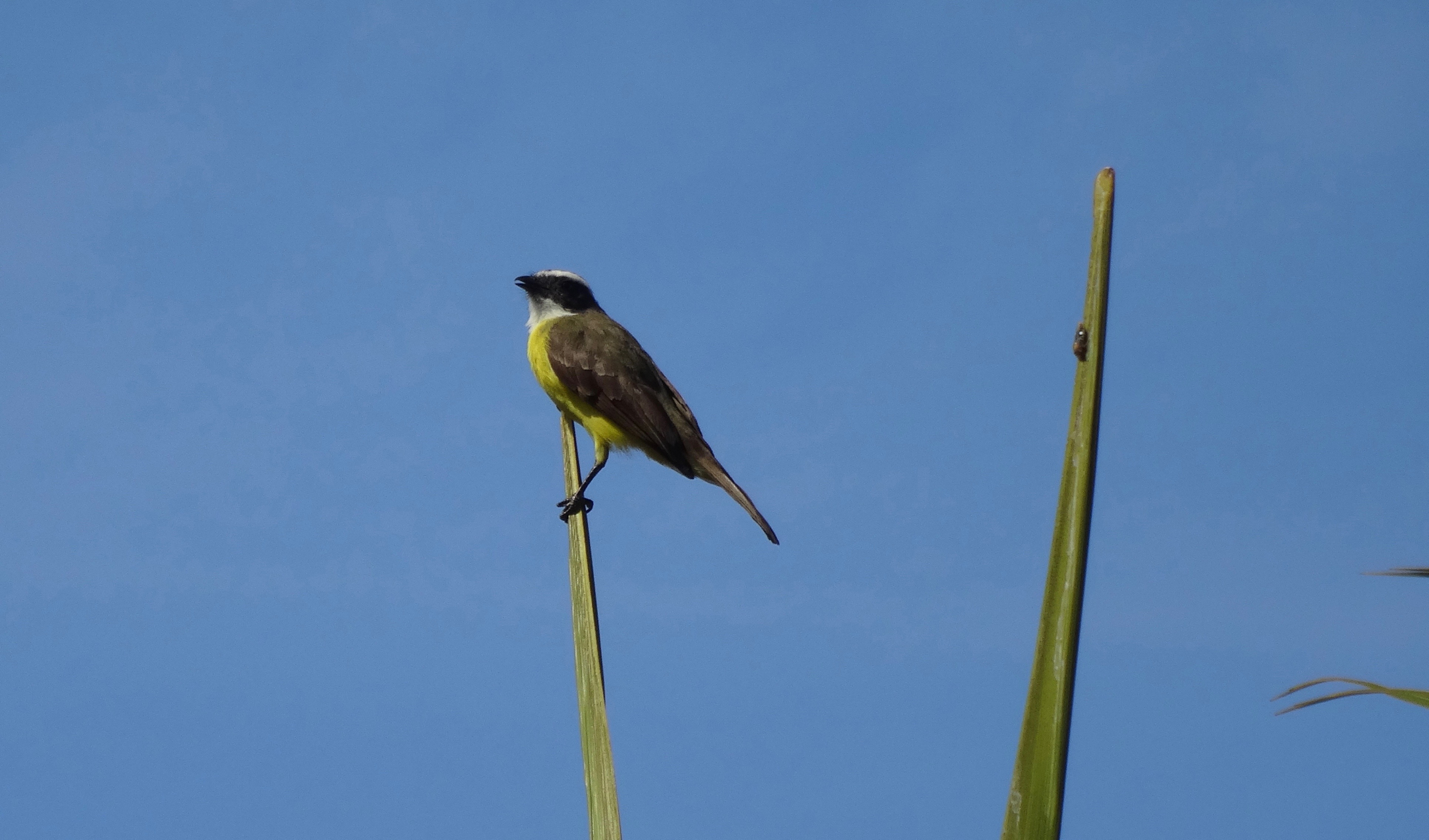 6. Birds of Nicaragua- Great Kiskadee