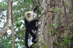 25. Capuchin Monket, Ometepe