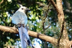 27. Blue Magpie, Ometepe