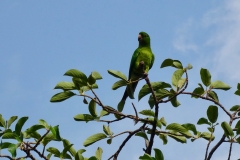 29. Green Parrot