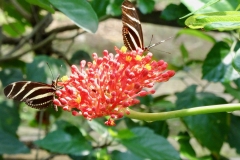 32. Butterfly Reserve, Laguna Chaco Verde
