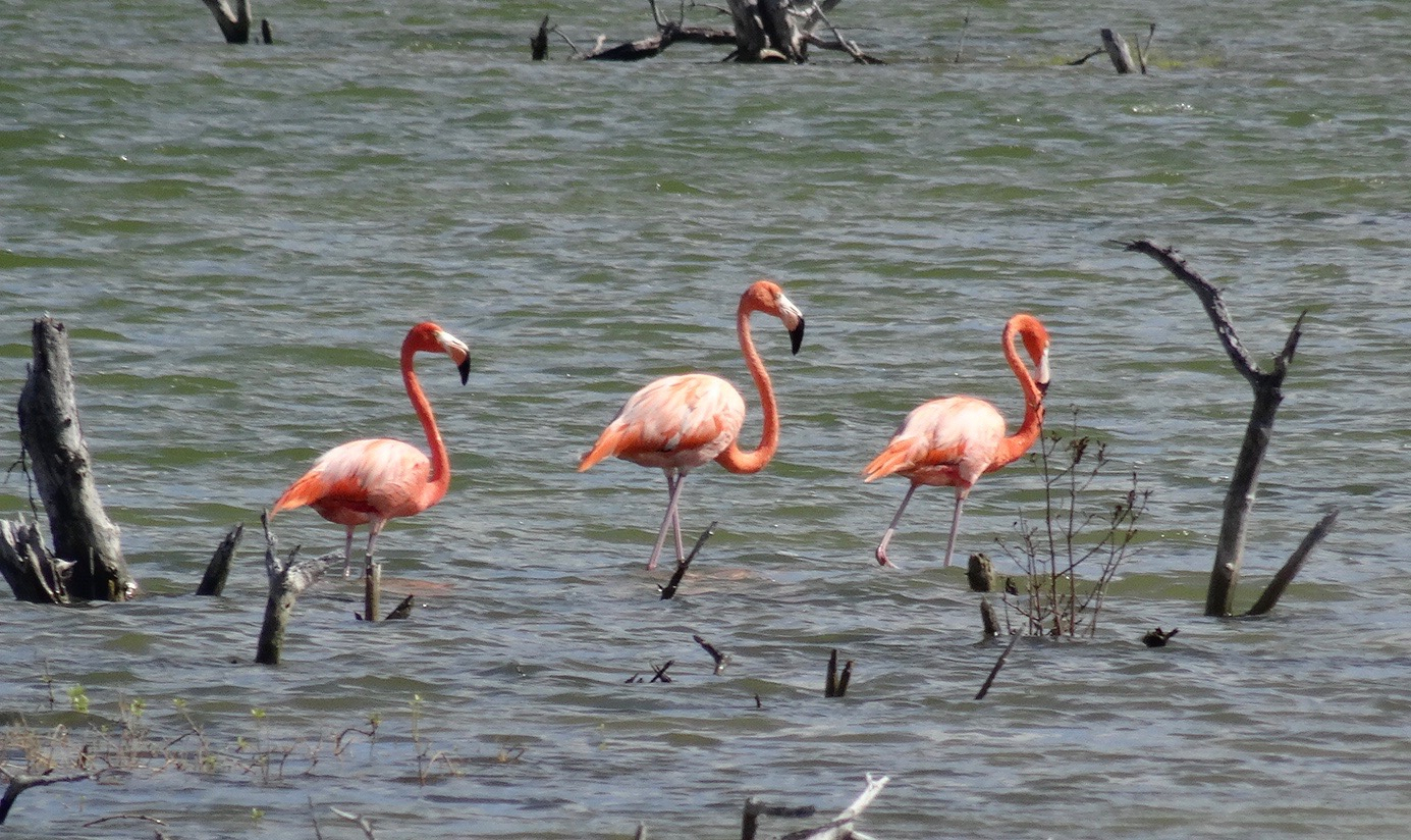 56. Flamingos on South Caicos