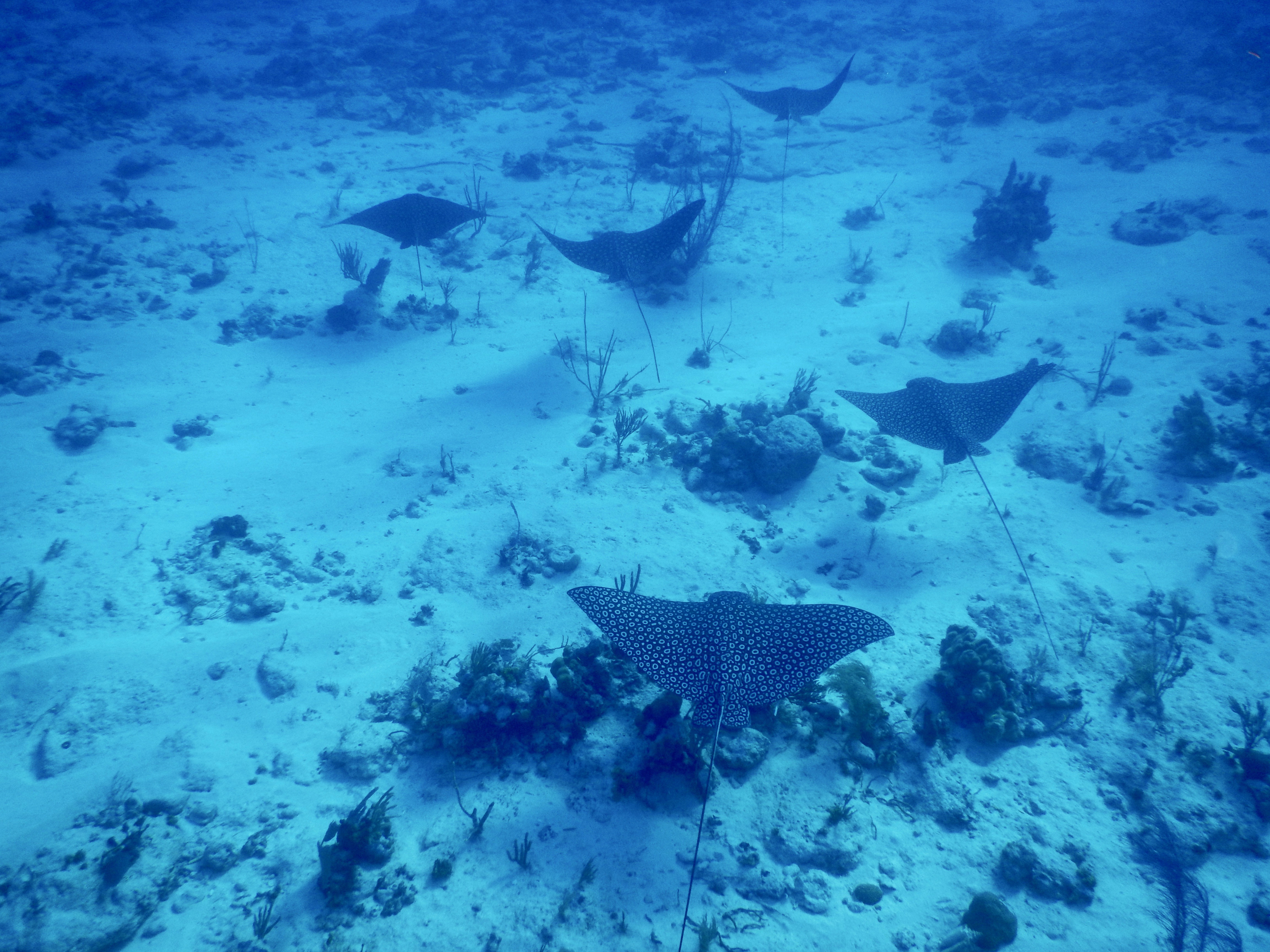 69. School of spotted eagle rays