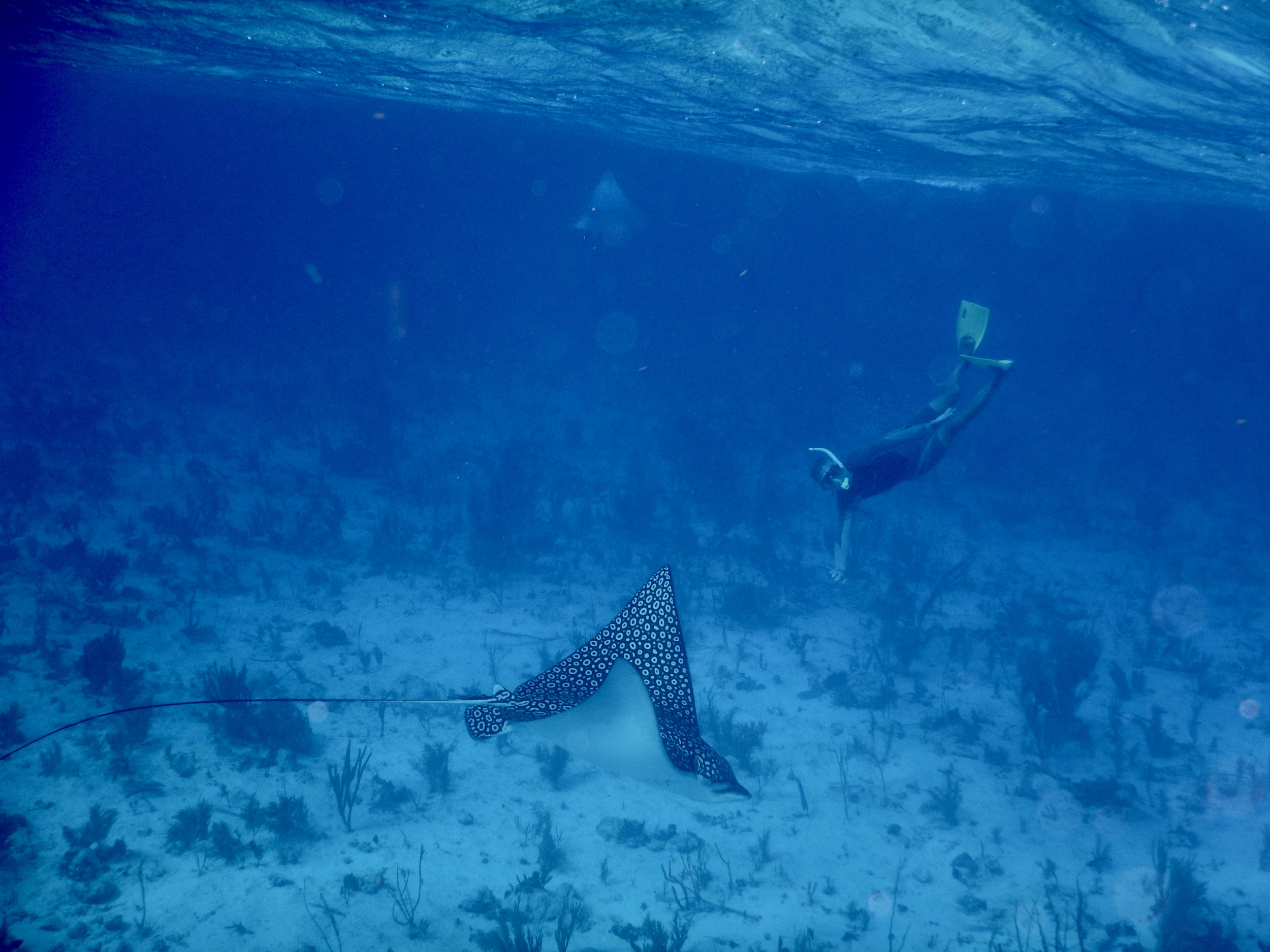 70. Willy and Spotted Eagle Ray