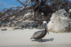 29. Brown Pelican