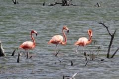 56. Flamingos on South Caicos
