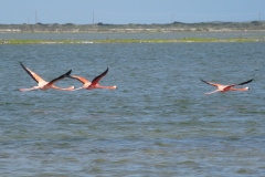 57. Flamingos in flight