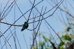 17. Green hummingbird