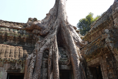 26.-Trees-growing-through-the-Ta-Prohm-temple